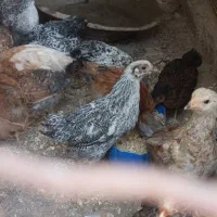 جوجه 3ماه رسمی شمالی