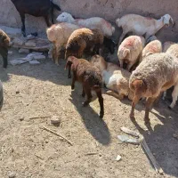 4تا کاور فروشی