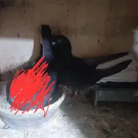 کفتر نر
