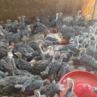 بوقلمون