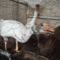 پرنده