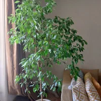 گل طبیعی