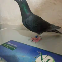 جفت کبوتر پلاکی