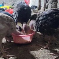 بوقلمون