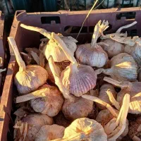 سیر بذری گوگان و مغان