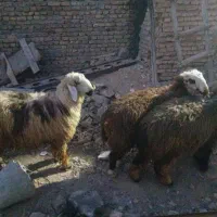 بره