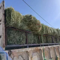 بیده یونجه