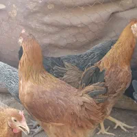 مرغ تخمگذارجوان