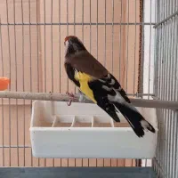 سهره جوجه سال