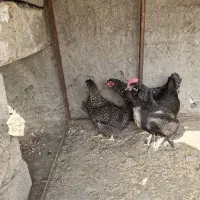 مرغ مرندی