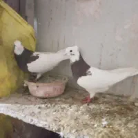 طوقی سرخ|پرنده|تربت‌حیدریه, باغ سلطانی|دیوار