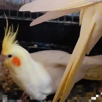 جوجه عروس