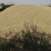 علوفه خورد شده  اطراف دیواندره