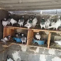 شیخ تیدی اصل فرکن وباهوش گناوه