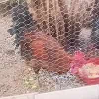 خروس سیاه رنگ