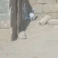 کفتر|پرنده|قوچان, |دیوار