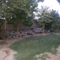 اجاره-یک-واحد-مرغداری-با-تمام-امکانات
