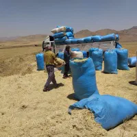 کاه