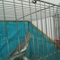 عروس هلندی سینامون