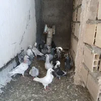 کفتر فروشی