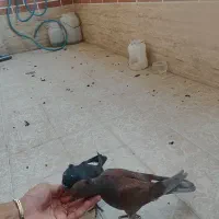 کفتر