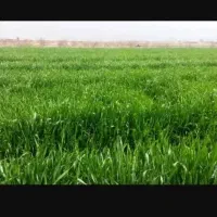 زمین-کشاورزی-فروشی