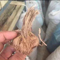 بذر پیاز زعفران