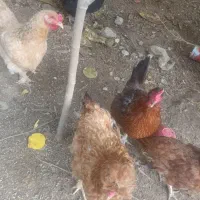 فروش مرغ محلی تخم گزار قیمت مناسب