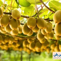استخدام زن و شوهر جوان برای کار در باغ مازندران