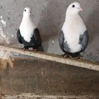 یک جفت کلاغ کربلایی