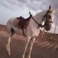 باسلام خدمت دوستان ا سب