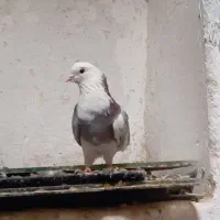 کبوتر