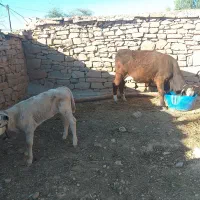 گاو شیری و گوساله هلشتاین