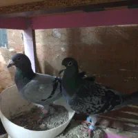 کبوتر جفت زات دار
