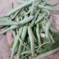 فروش لوبیا سبز