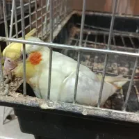 عروس هلندی سرلاکی