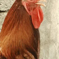 خروس محلی دورگه