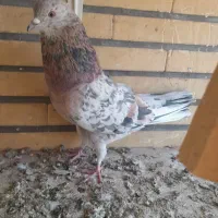 سرور|پرنده|کرج, حسن آباد|دیوار