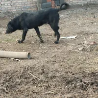 سگ سرابی|سگ|شبستر, |دیوار