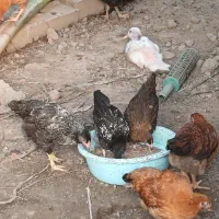 مرغ خروس محلی اورگانیک نژاد