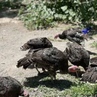 جوجه بوقلمون های4ماهه و جوجه قوغاز5ماهه