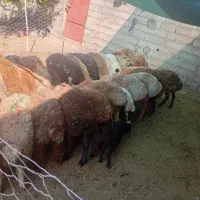 بره نر گوسفند