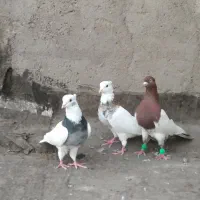 رنگی وپلاکی
