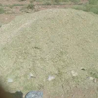 کاه خارشتری سبز