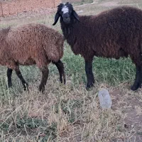 بره