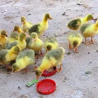 جوجه غاز