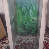 اکواریوم