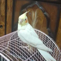 عروس هلندی