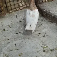 پشتی کله سینه