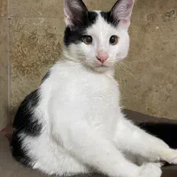 گربه گمشده